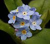 Pomněnka lesní (Myosotis sylvatica)