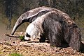 an anteater