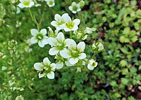 Saxifraga pseudolaevis