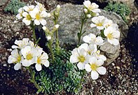 Saxifraga sedoides