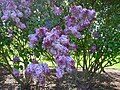 Lilac in Kew Gardens