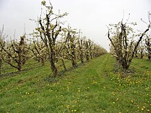 Photographie en couleurs de rangées d'arbres fruitiers en fleurs.