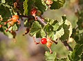 Wax currant (Ribes cereum) berries close