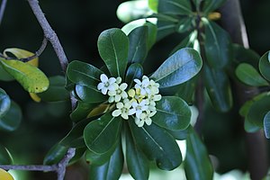 돈나무(Pittosporum tobira)