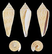 Conasprella viminea, shell