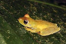 Frog, Fleischmann's glass