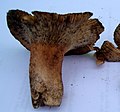 Lactarius rupestris