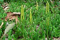 Zapfenförmige Sporophyllstände eines Bärlapps