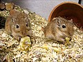 Mongoolse renmuis (Meriones unguiculatus)