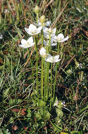 Almindelig Leverurt (Parnassia palustris) Foto: 