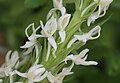 Rein orchid (Platanthera leucostachys) close