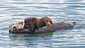 Sea otter nursing