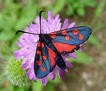 Zygaeninae Zygaena transalpina