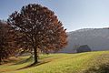 #69 Einzelbaum auf Feld, Landschaftsschutzgebiet Högenbachtal, Lichtenegg, Beselberg mit westlichem Birgland, Fürnried