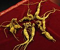 Wild American ginseng (P. quinquefolius)