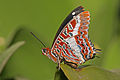 פרפר Charaxes brutus