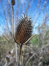 <center>Dipsacus sativus</center>