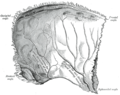 Hueso parietal izquierdo. Superficie interna.