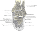 Sezione coronale destra dell'articolazione talocrurale e talocalcaneare.