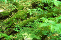 Image 38Downed wood replenishes topsoil as it decays. (from Old-growth forest)