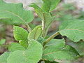 Hydrangea aspera