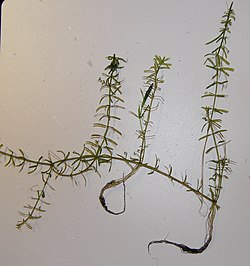 Menturlapė ežerutė (Hydrilla verticillata)