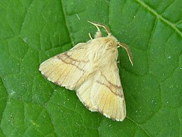 Žieduotasis verpikas (Malacosoma neustria)