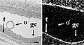 RNA in situ with dark field