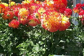 Persian buttercup - Ranunculus asiaticus