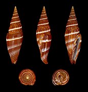 Vexillum caffrum, Shell