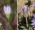 Aster vs Daisy, comparison of phyllaries