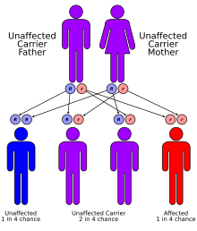 At top, a man and woman in purple. Both are heterozygous. It shows the four options for their children: a blue child who has both dominant alleles who has no sickle cell disease nor resistance to malaria. The next two are purple, and are heterozygous. The last is in red and has both recessive alleles.