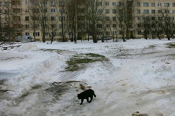 Grey day and black cat