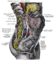 Lower half of right sympathetic cord.