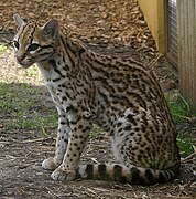 Un ocelotto , Leopardus pardalis