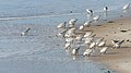 Sanderlings feeding in Quogue, New York