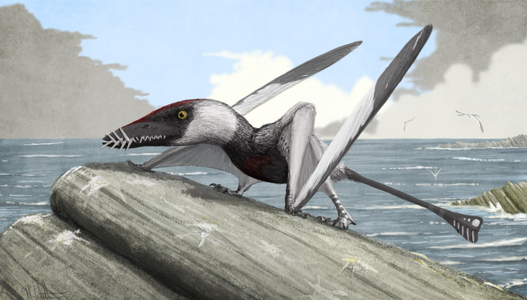 Recreació d'un Dorygnathus