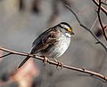 Image 112White-throated sparrow in Prospect Park