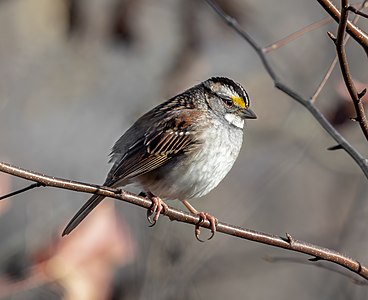 "White-throated_sparrow_(94058)2.jpg" by User:Rhododendrites