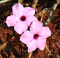 Adenium swazicum