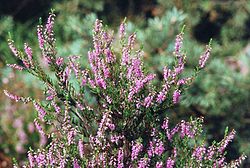 Riesheede (Calluna vulgaris)