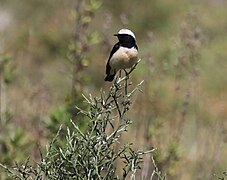 Кіпрська кам'янка (Oenanthe cypriaca)