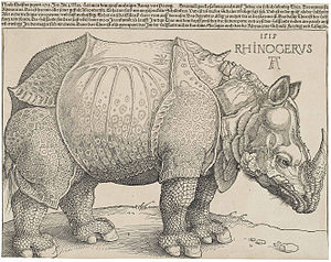 Rhinocerus