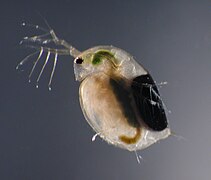 Daphnia magna