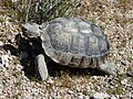 Tortue du désert, une espèce menacée.