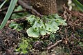 Marchantia polymorpha