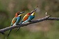 European bee eaters feeding