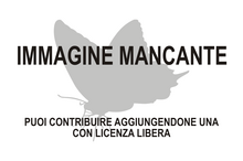 Immagine di Saenura flava mancante