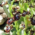 Ophrys speculum flowers