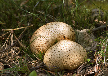 Scléroderme vulgaire (Scleroderma citrinum), espèce de la sous-classe des gastéromycètes, champignons le plus souvent dépourvus de pied. (définition réelle 2 260 × 1 600)